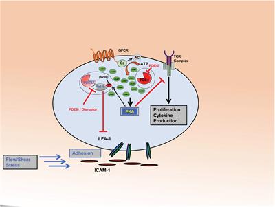 The Role of PDE8 in T Cell Recruitment and Function in Inflammation